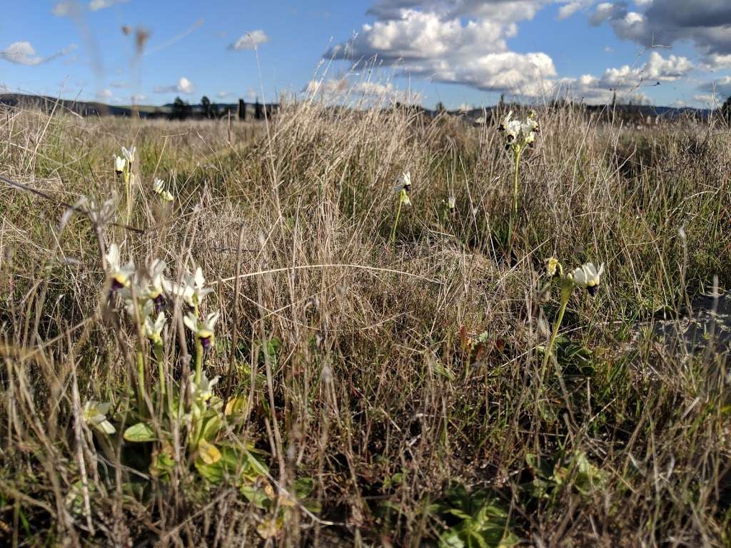 Springtown Wetlands Preserve | Livermore, CA 94551, USA