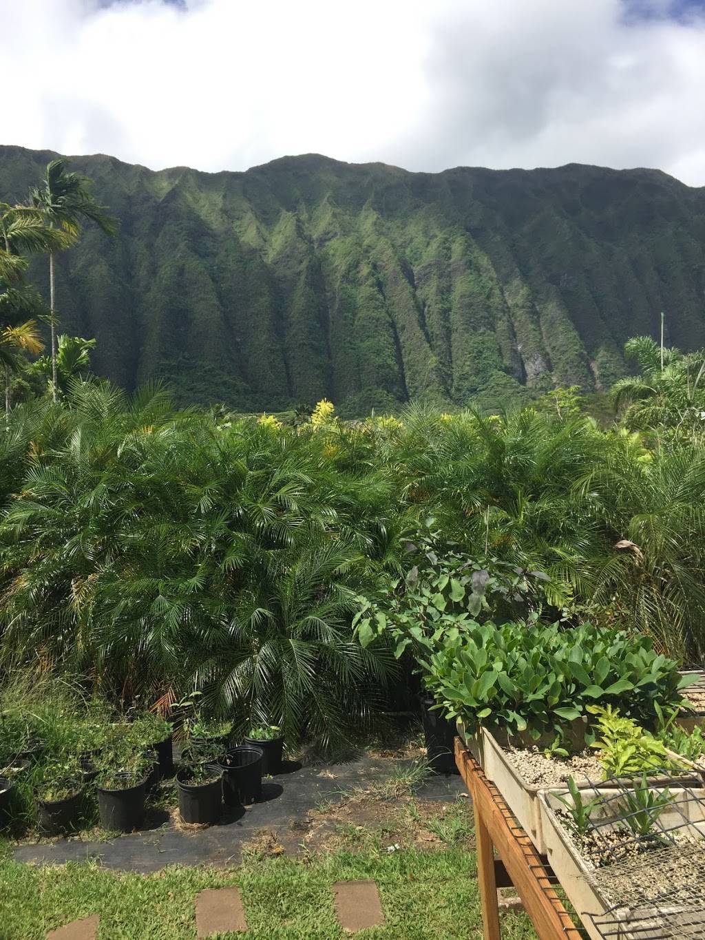 Contemporary Landscaping LLC | 41-758 Waikupanaha St, Waimanalo, HI 96795, USA | Phone: (808) 259-5288