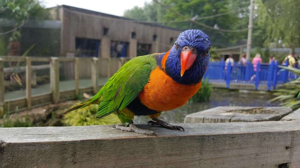 Lorikeet Lagoon | Chessington KT9 2NE, UK