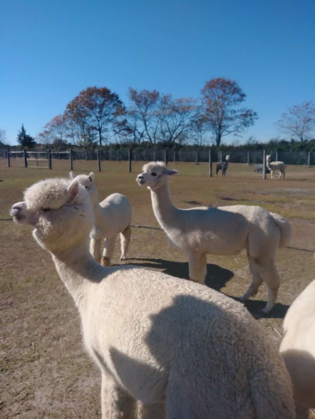 Silver Fox Farm Alpacas | 714 W Herschel St, Egg Harbor City, NJ 08215, USA