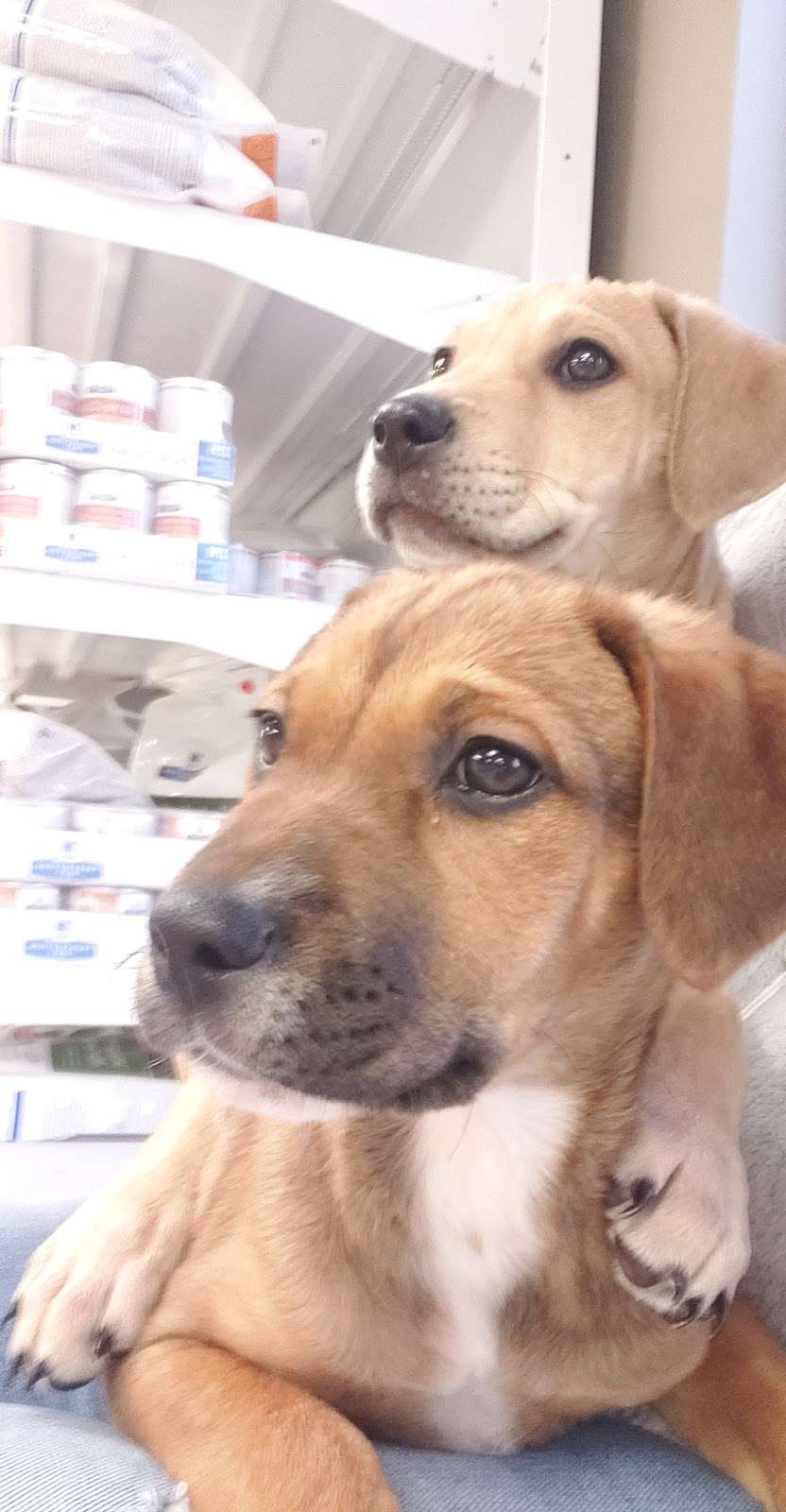 Conover Veterinary Hospital | 103 Thornburg Dr SE #9181, Conover, NC 28613, USA | Phone: (828) 465-5720