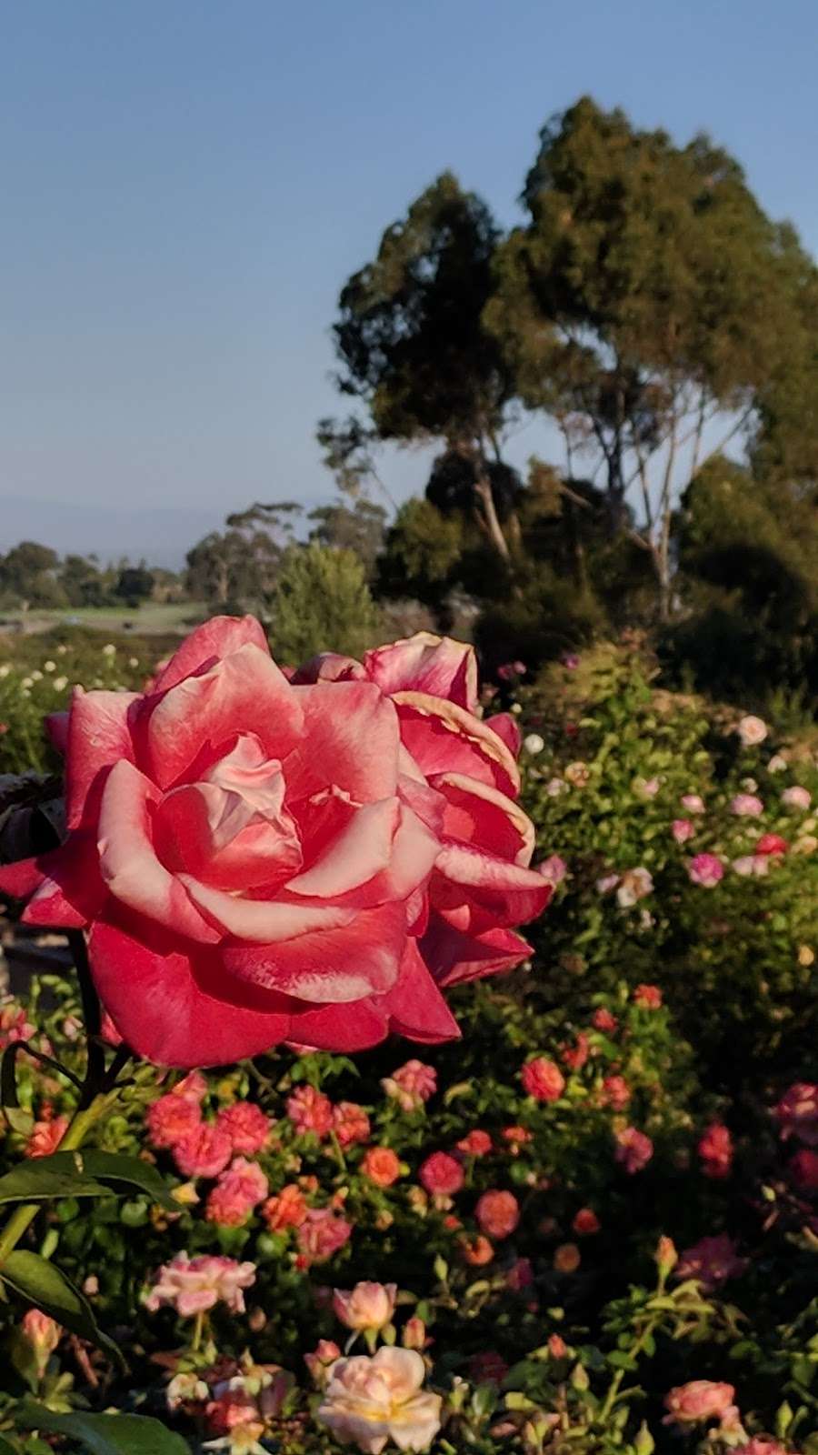 Rose and Cactus Gardens | San Diego, CA 92104, USA | Phone: (619) 239-0512