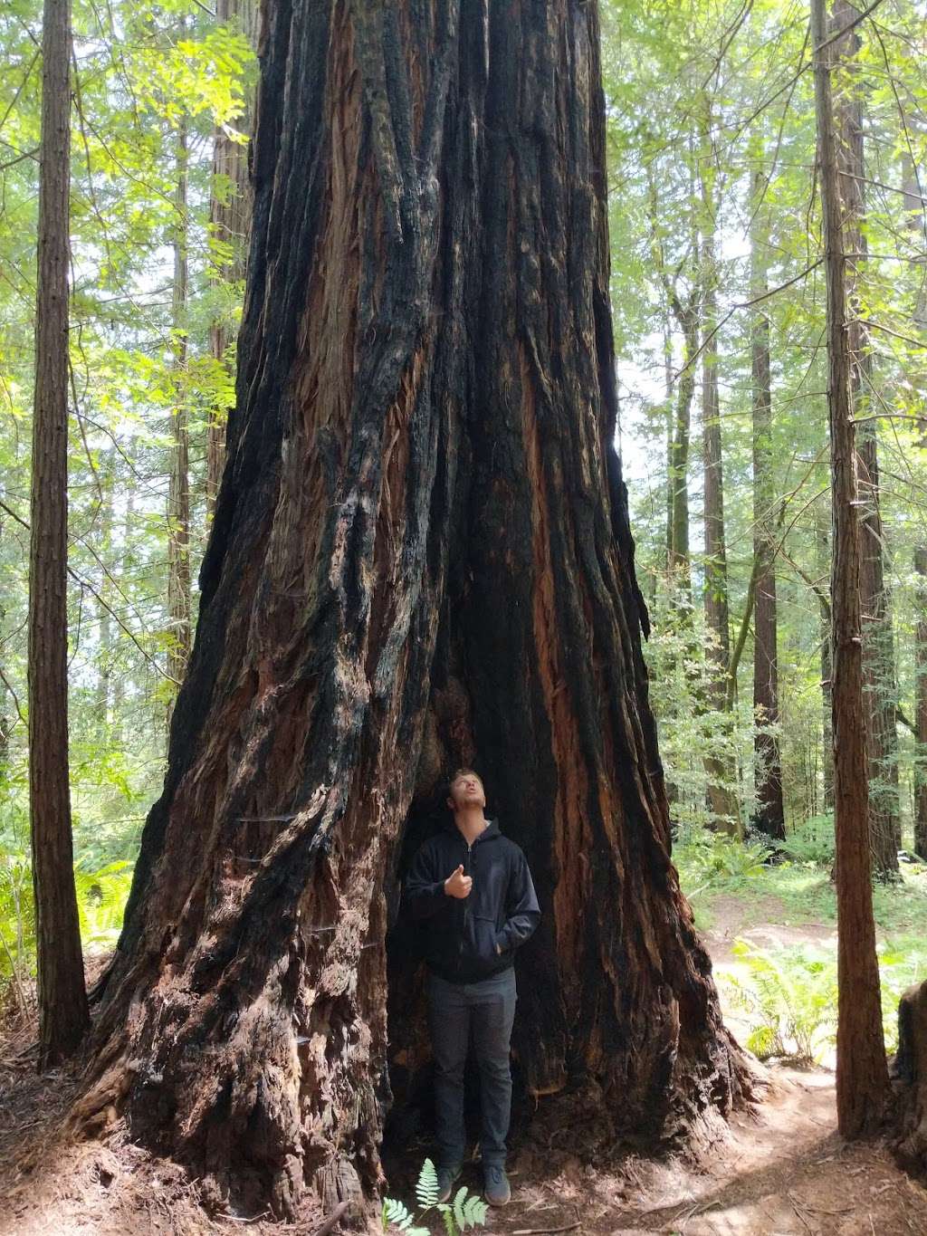 LandPaths Grove of Old Trees | 17599 Fitzpatrick Ln, Occidental, CA 95465, USA | Phone: (707) 544-7284