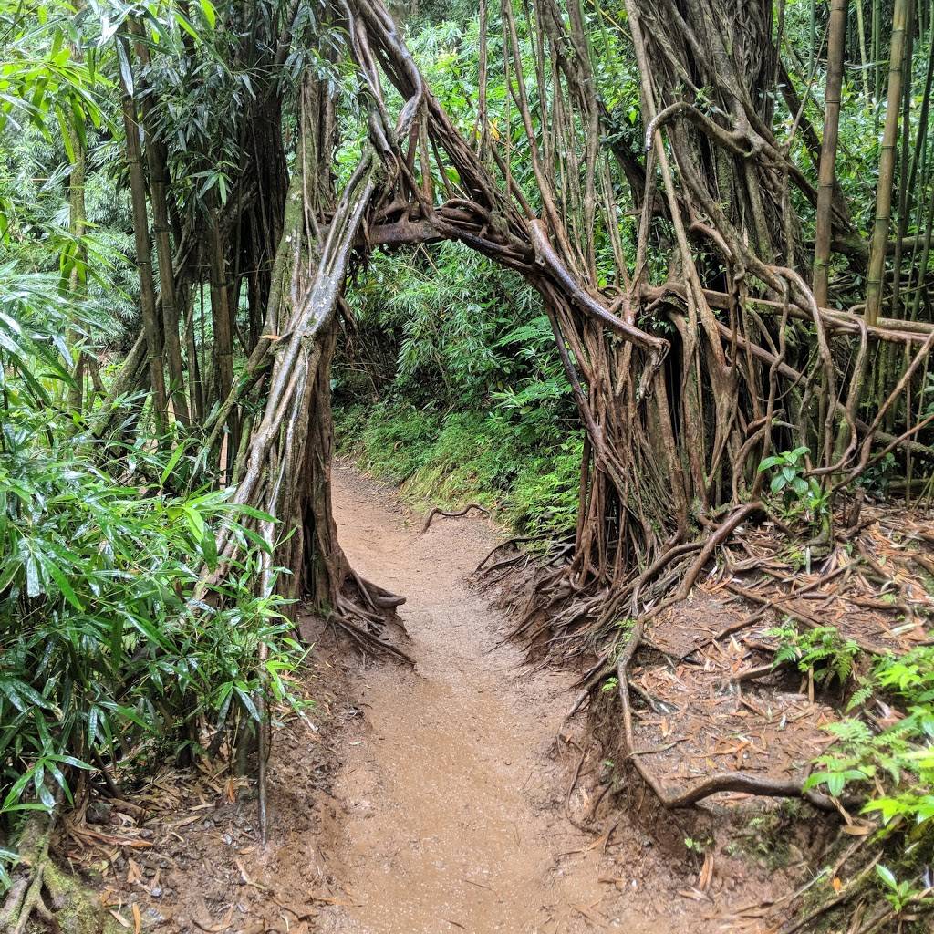 Honolulu Watershed Forest Reserve | Honolulu, HI 96822 | Phone: (808) 973-9778