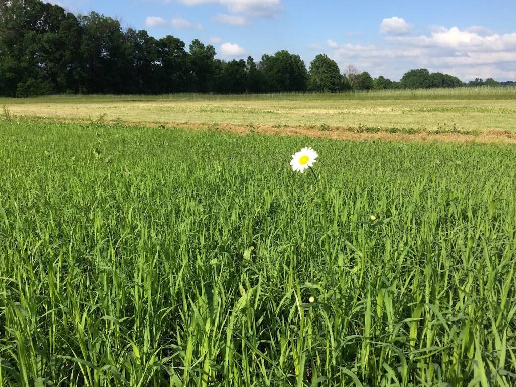 Fall Creek Farm and Stump Removal | 10271 Gorsuch Rd, Galena, OH 43021 | Phone: (614) 368-1000