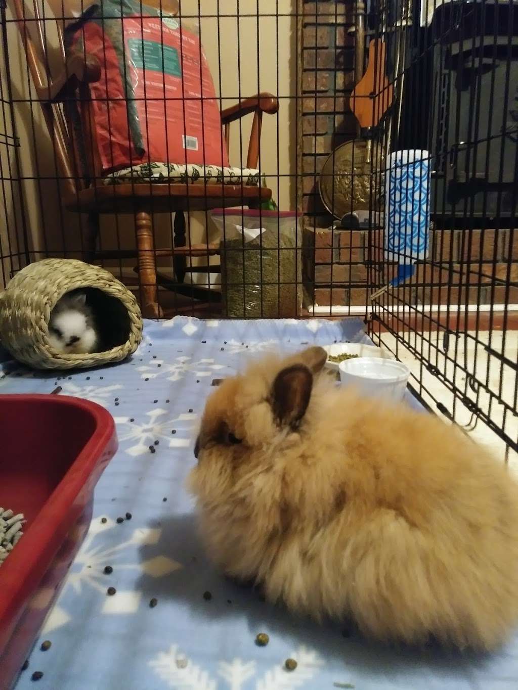 Misty Blues Bunnies | 265 N Scalybark Trail, Concord, NC 28027, USA | Phone: (704) 728-4924