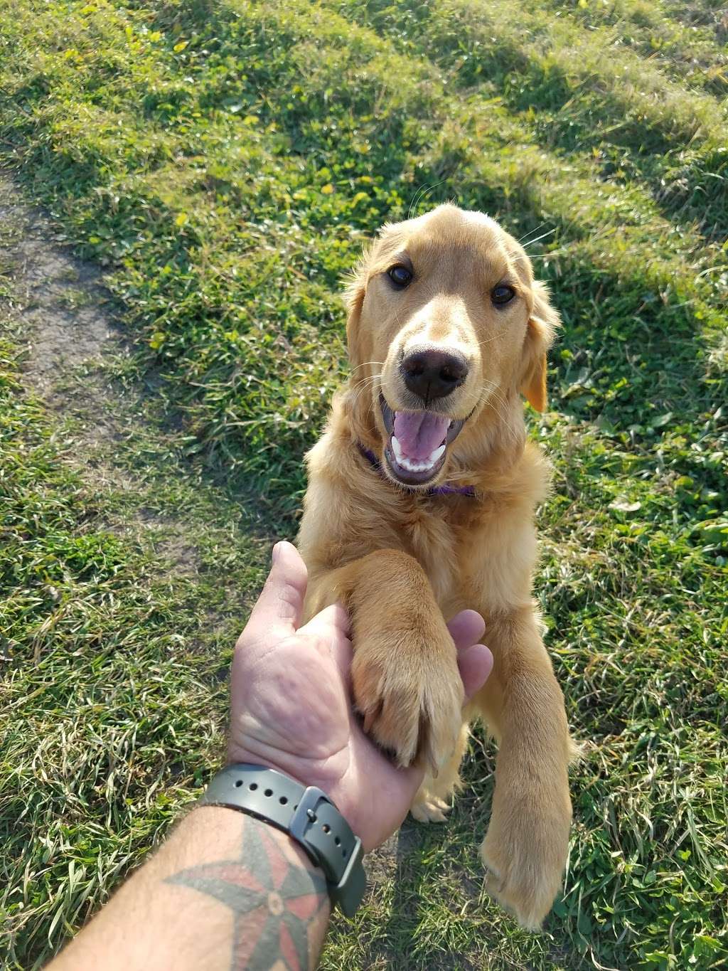 Fermilab Dog Training Area | Batavia Rd, Warrenville, IL 60555, USA | Phone: (630) 840-4845