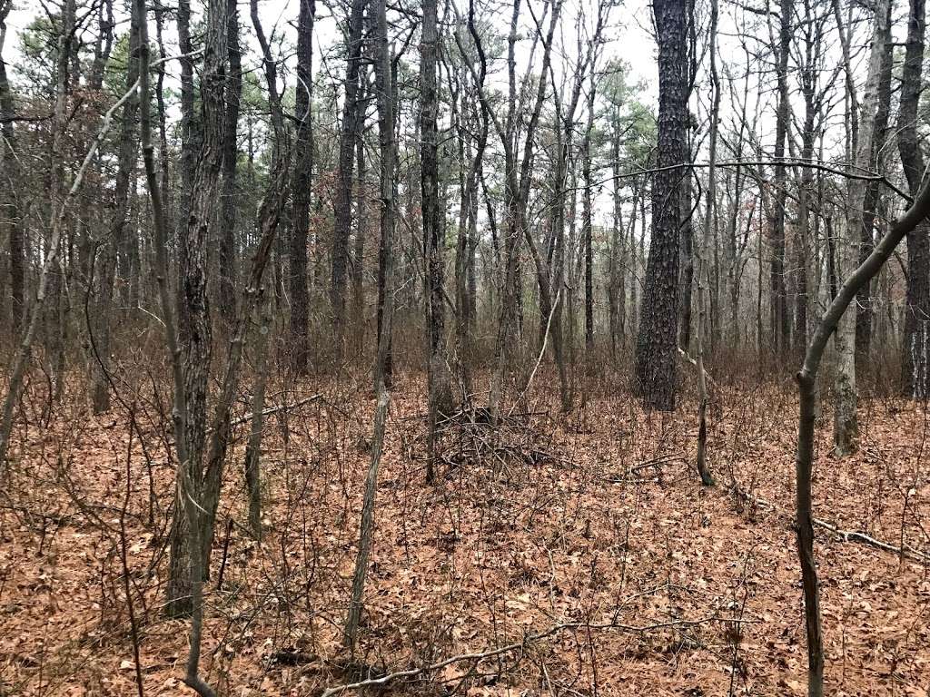 Bear Swamp | 351-, 399 Maxim Rd, Howell, NJ 07731, USA