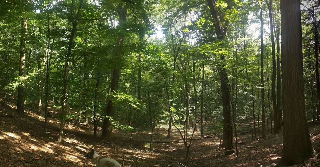 Diamond Rock Preserve | Chautauqua Trail, Malvern, PA 19355, USA