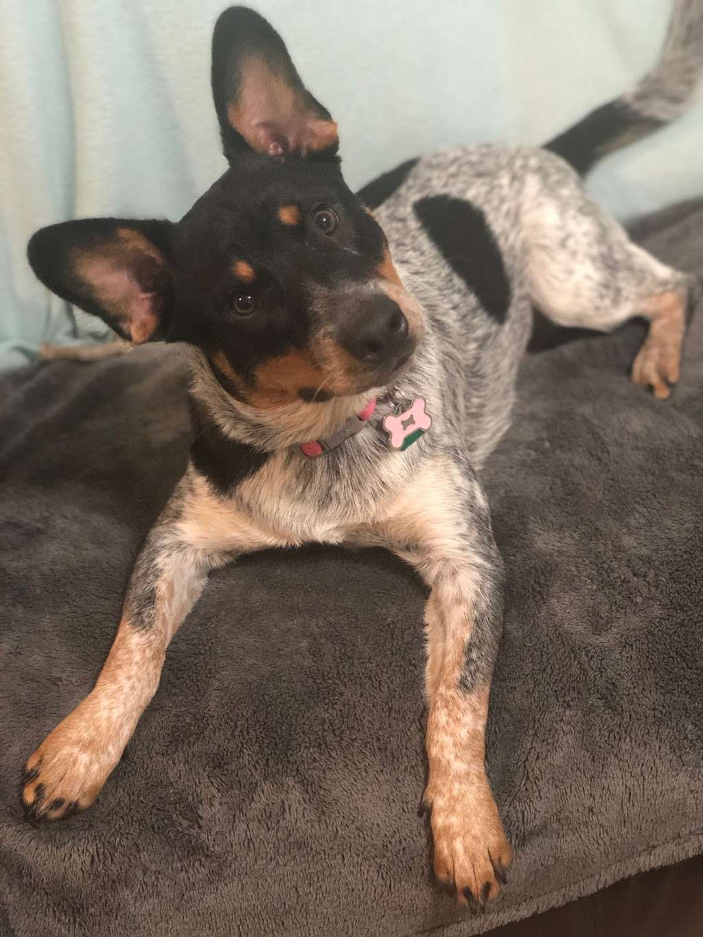 Happy Paws Fit & Sit | 6922 Elusive Pass, San Antonio, TX 78233, USA | Phone: (210) 560-3461