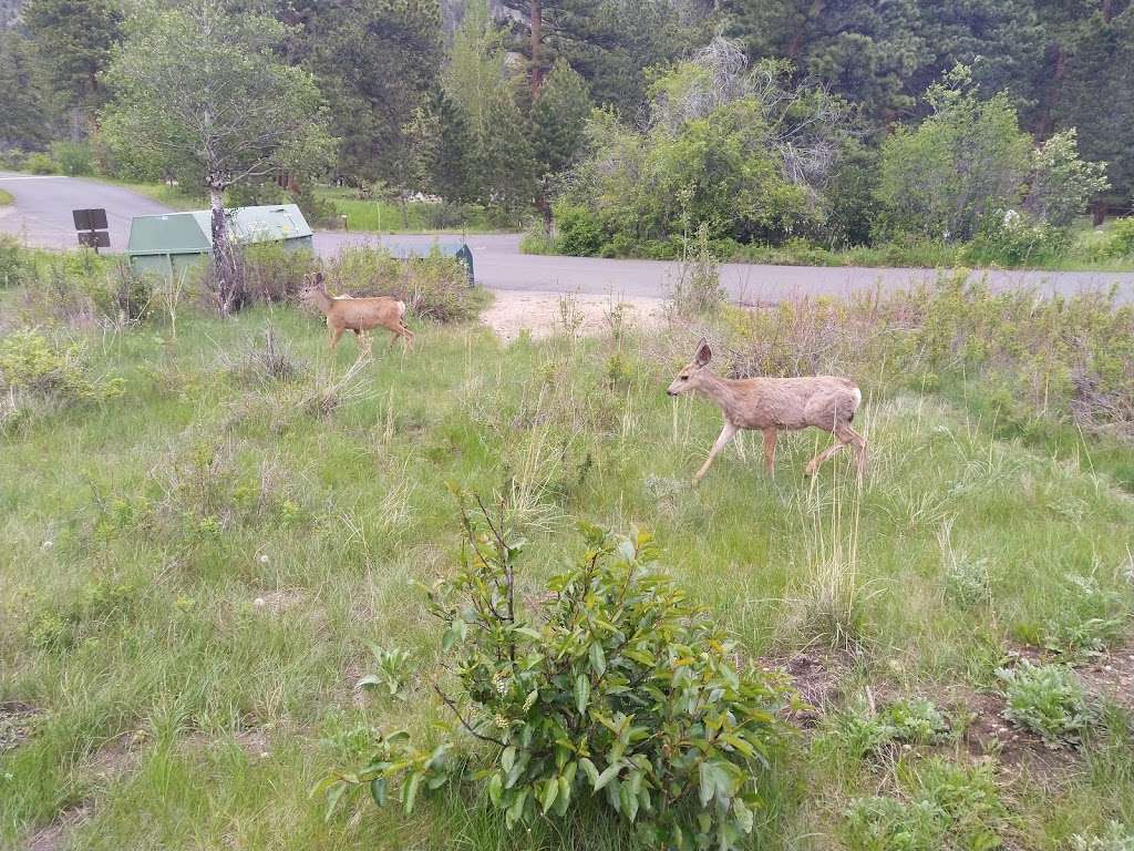 Aspen Glen Campground | US-34 & Old Fall River Rd, Estes Park, CO 80517, USA | Phone: (970) 586-1206