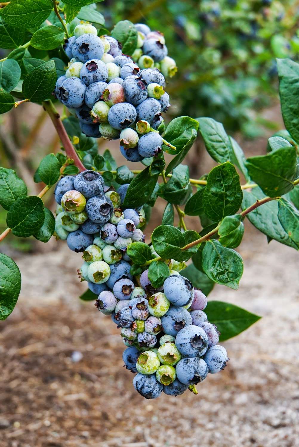 Far Reach Ranch - U-Pick Heavenly Blueberries | 1255 S Dora Blvd, Tavares, FL 32778, USA | Phone: (352) 343-7389