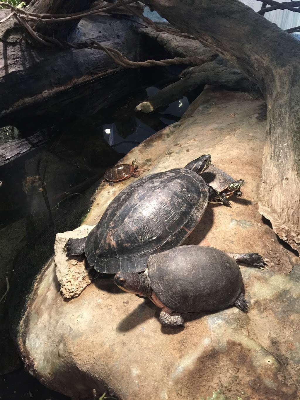 South Shore Natural Science Center | 48 Jacobs Ln, Norwell, MA 02061, USA | Phone: (781) 659-2559
