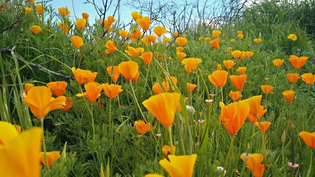 Laguna Coast Wilderness Park - Big Bend | 18751 Laguna Canyon Rd, Laguna Beach, CA 92651, USA | Phone: (949) 923-2235