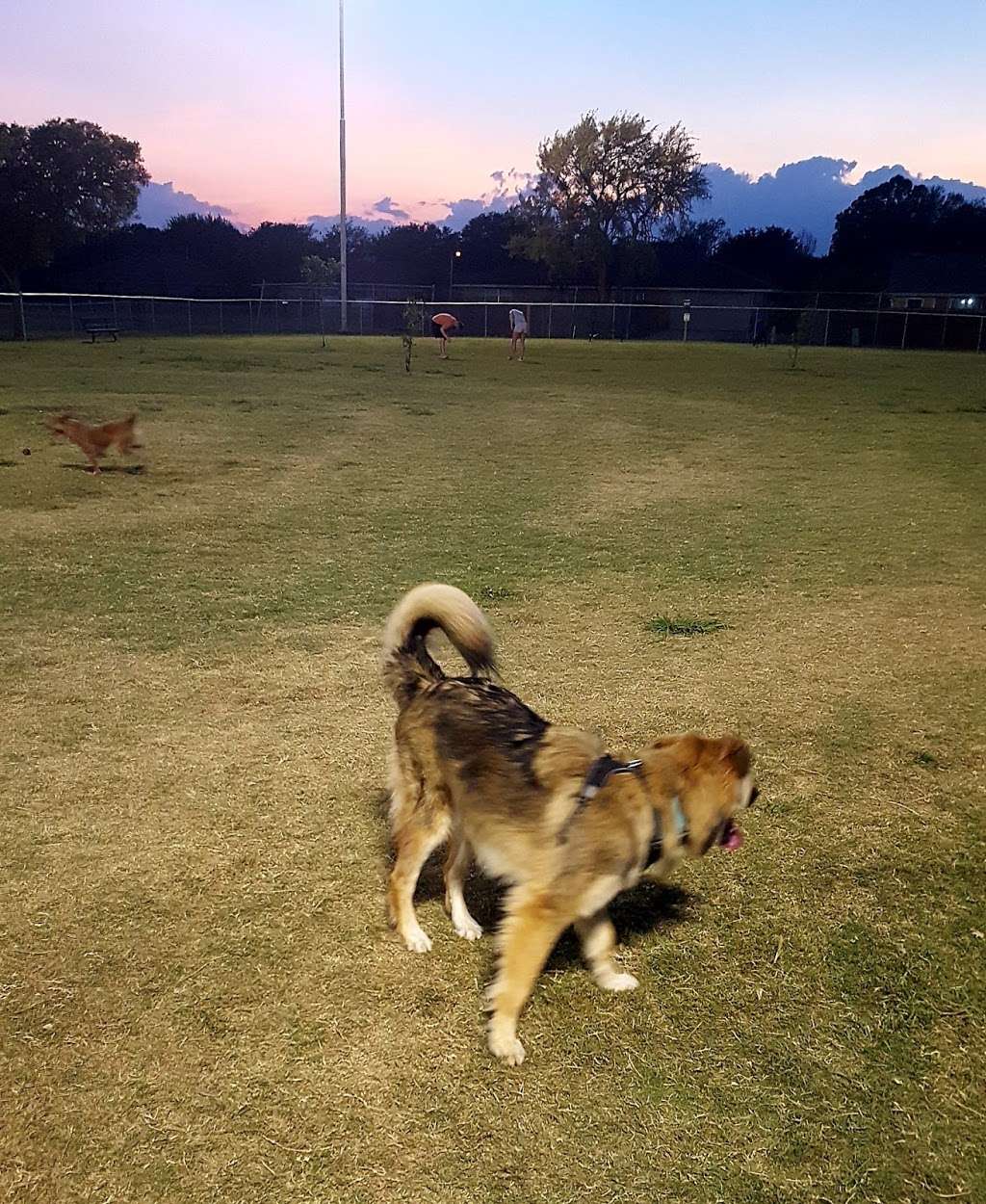 Scentral Dog Park | 4601 Centennial Dr, Rowlett, TX 75088