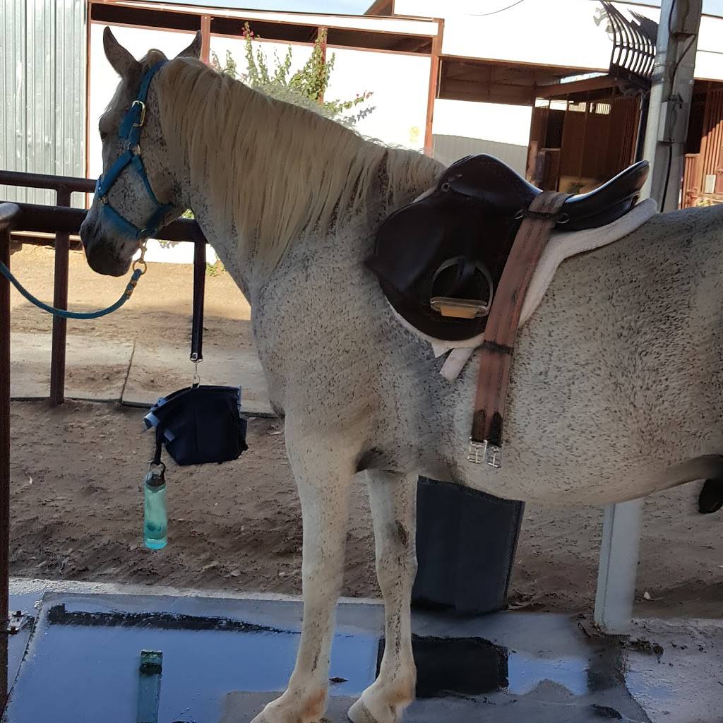 S.T.A.R.S. of Horsemanship | 14002 E Pony Ln, Gilbert, AZ 85296 | Phone: (602) 828-1947