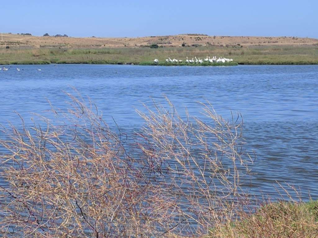 Pelican Nesting View | Adobe Creek Loop Trail, Palo Alto, CA 94303, USA