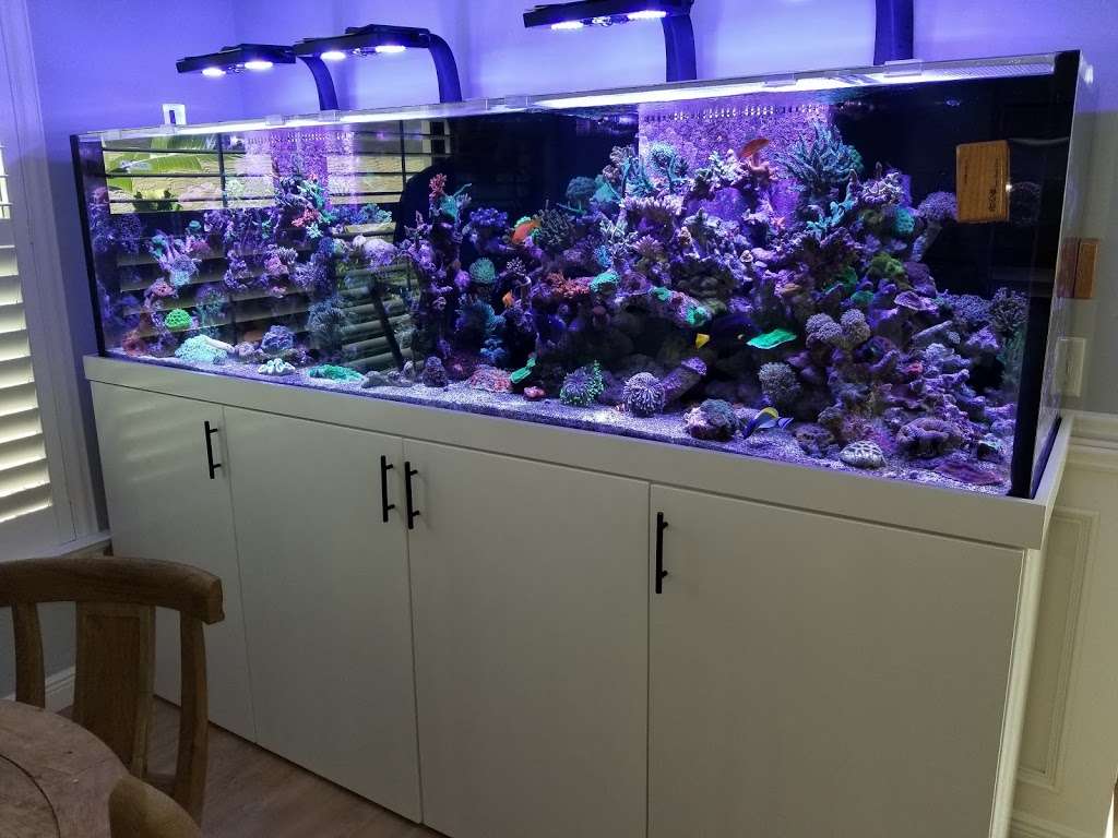 Blue Earth Corals & Aquariums | 5791 Desoto Rd, Lake Worth, FL 33463, USA | Phone: (561) 345-2944