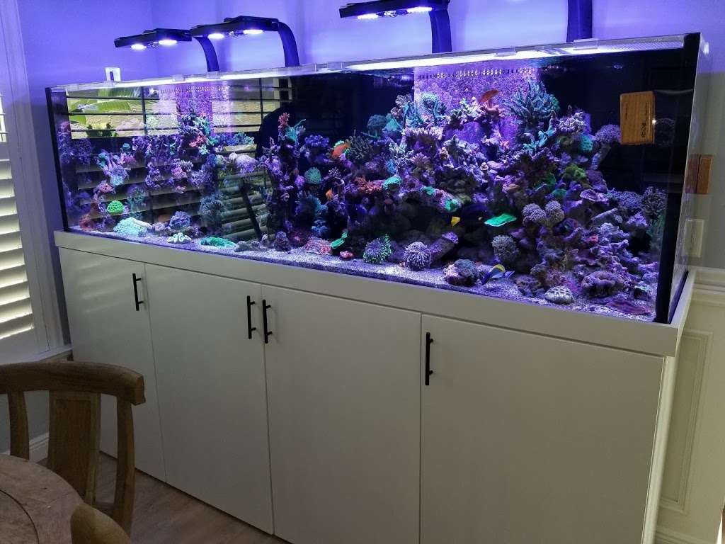 Blue Earth Corals & Aquariums | 5791 Desoto Rd, Lake Worth, FL 33463 | Phone: (561) 345-2944