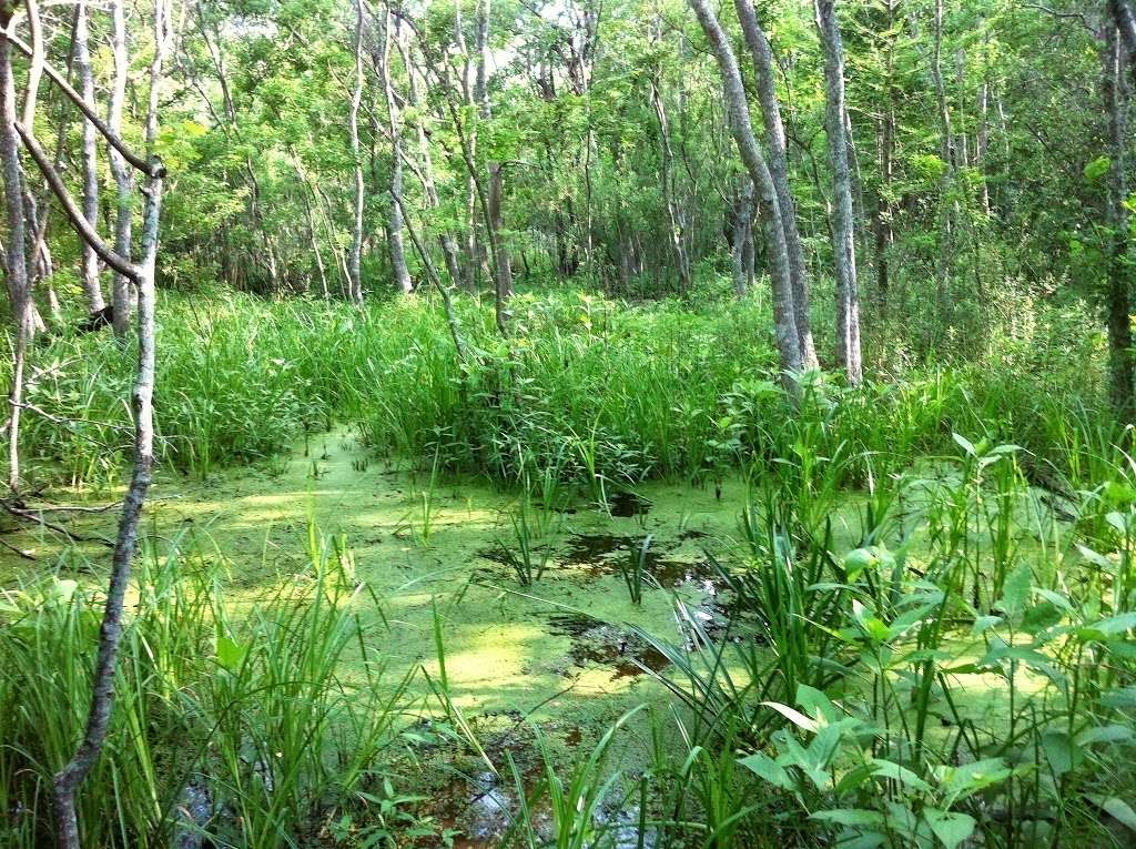 Pine Brook North Wetlands | North Wetlands Walk, Houston, TX 77059, USA | Phone: (281) 280-9944