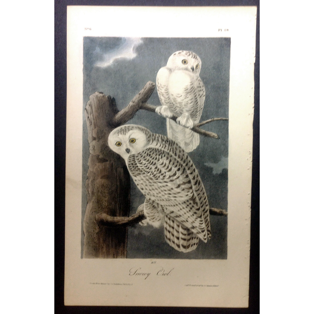 Audubon Prints | 9720 Spring Ridge Ln, Vienna, VA 22182 | Phone: (703) 759-5567