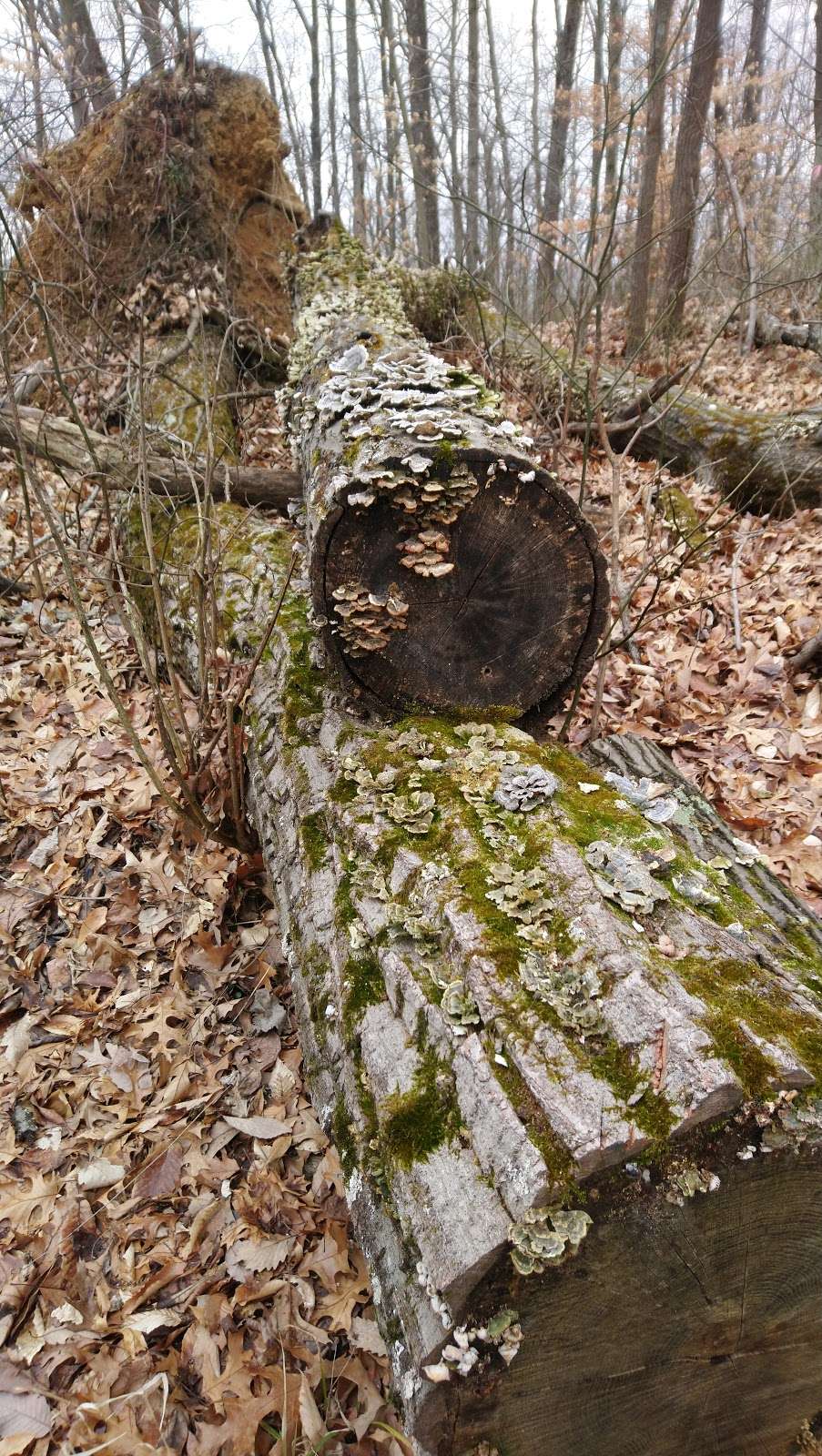 Low Gap Trailhead Morgan Monroe State Forest | 6251 Forest Rd, Unionville, IN 47468, USA