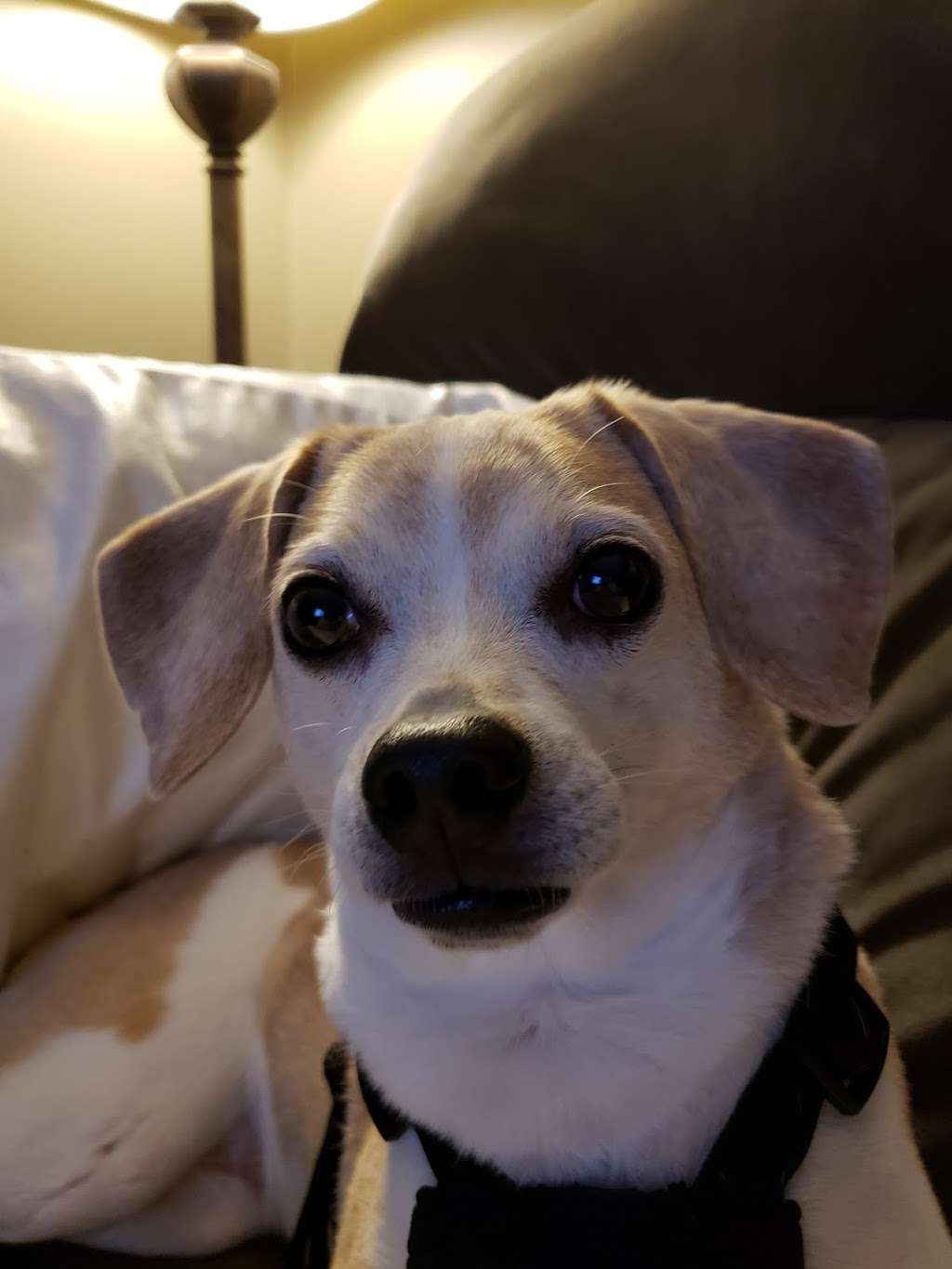 Barnside Veterinary Hospital | 1236 NJ-33, Farmingdale, NJ 07727, USA | Phone: (732) 919-7373