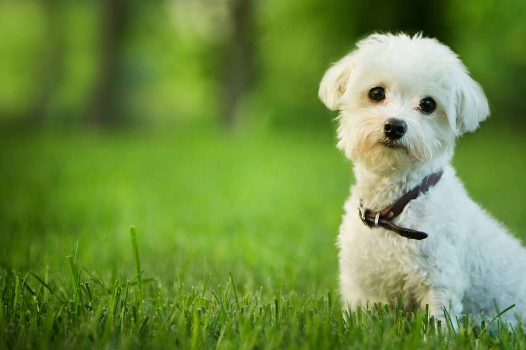 TotalBond Veterinary Hospital | 3625 Mt Holly-Huntersville Rd, Charlotte, NC 28216, USA | Phone: (704) 971-2075