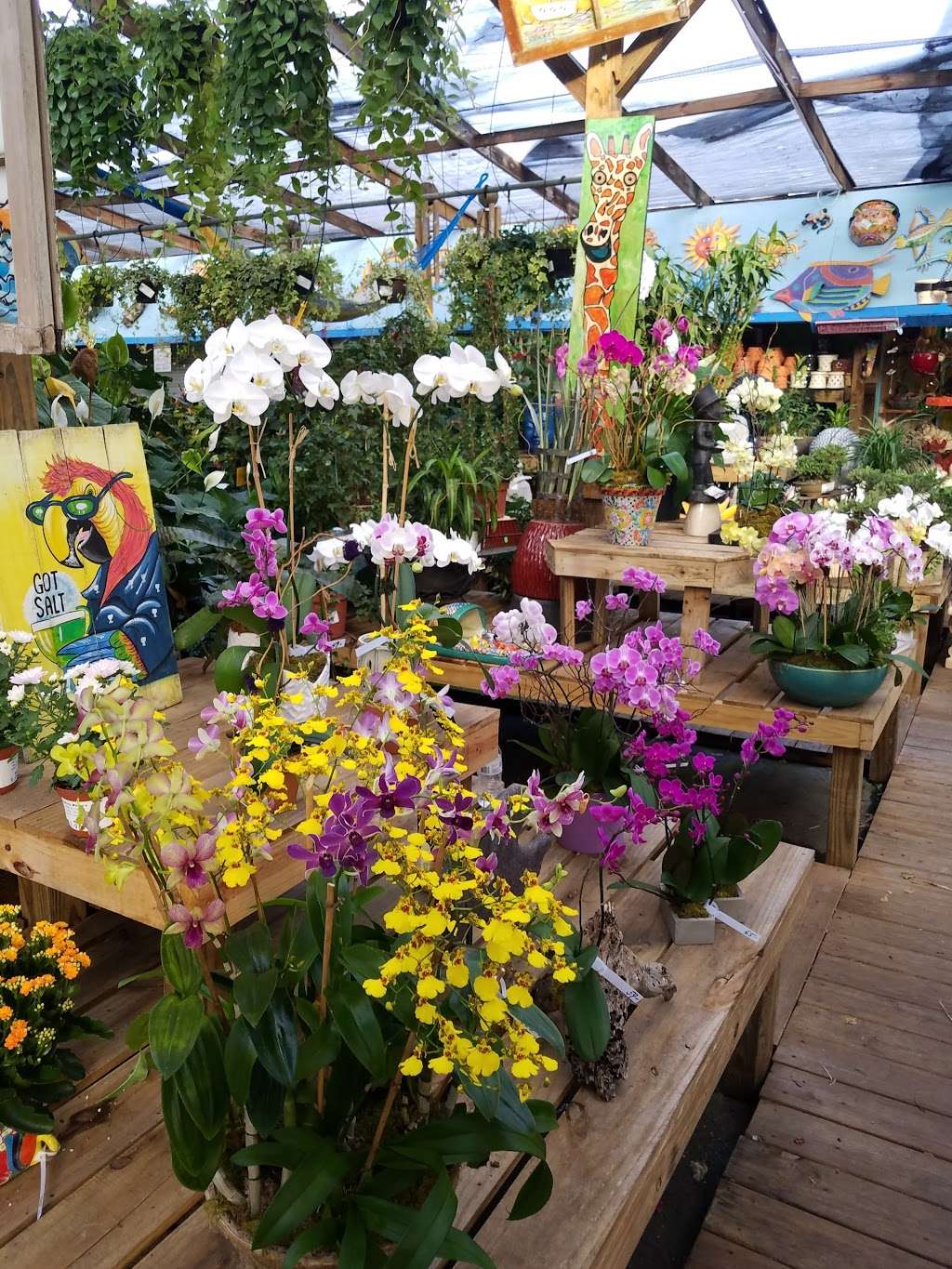 Johnny Mangos Garden Center | 2708 N Federal Hwy, Delray Beach, FL 33483, USA | Phone: (561) 276-4424