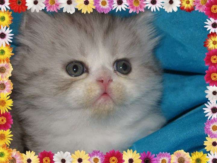 KocaKola Persian Kittens | 317 Locust Pass, Ocala, FL 34472, USA | Phone: (352) 239-3404