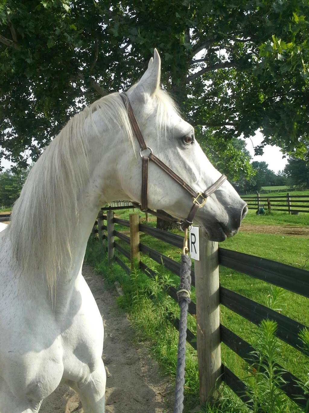 Laurel Nobilis Arabians LLC | 901 Cherry Ln, Penns Park, PA 18943, USA | Phone: (215) 219-6644