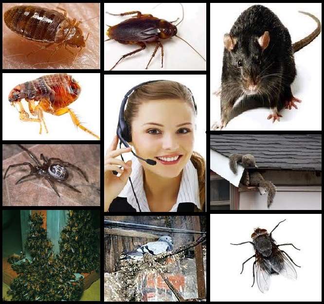 Shine Pest Control | 7 Milton Cres, Chipping Ongar, Ongar CM5 0FF, UK | Phone: 01277 887154