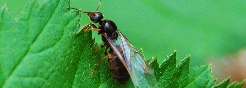 Midwest Exterminating, Pest Control of Westmont and Naperville | 228 N Grant St, Westmont, IL 60559, USA | Phone: (630) 968-0200