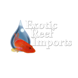 Exotic Reef Imports | 1924-A E Maple Ave, El Segundo, CA 90245 | Phone: (310) 648-7258