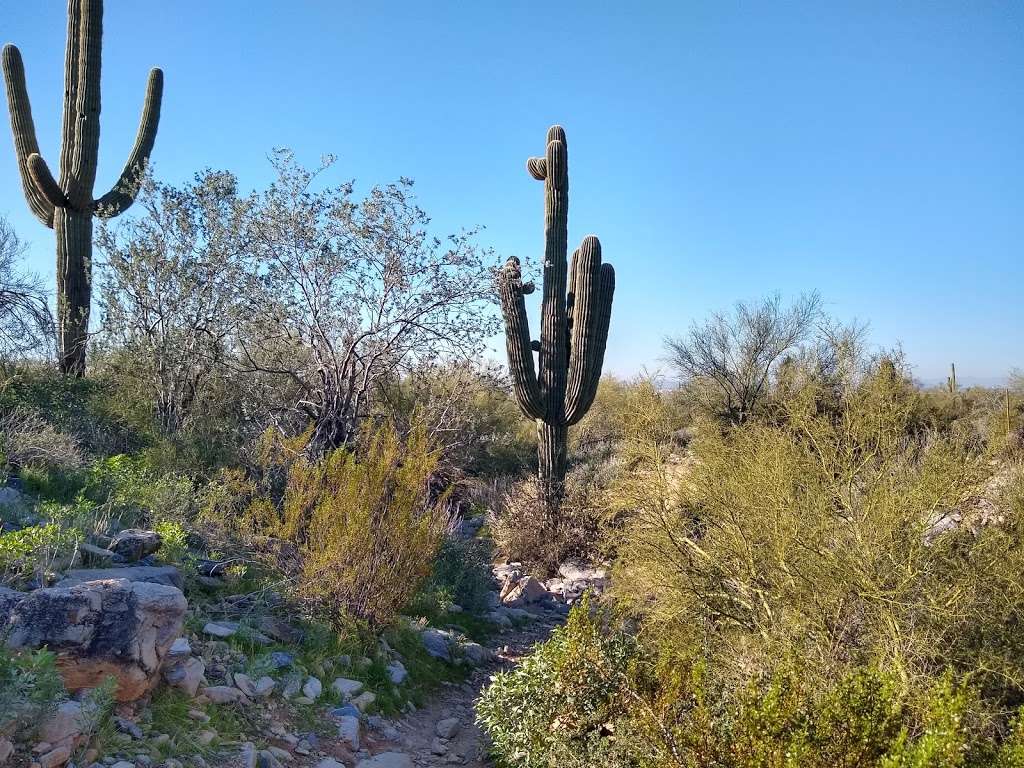 McDowell Sonoran Preserve | Saguaro Loop Trail, Scottsdale, AZ 85255, USA