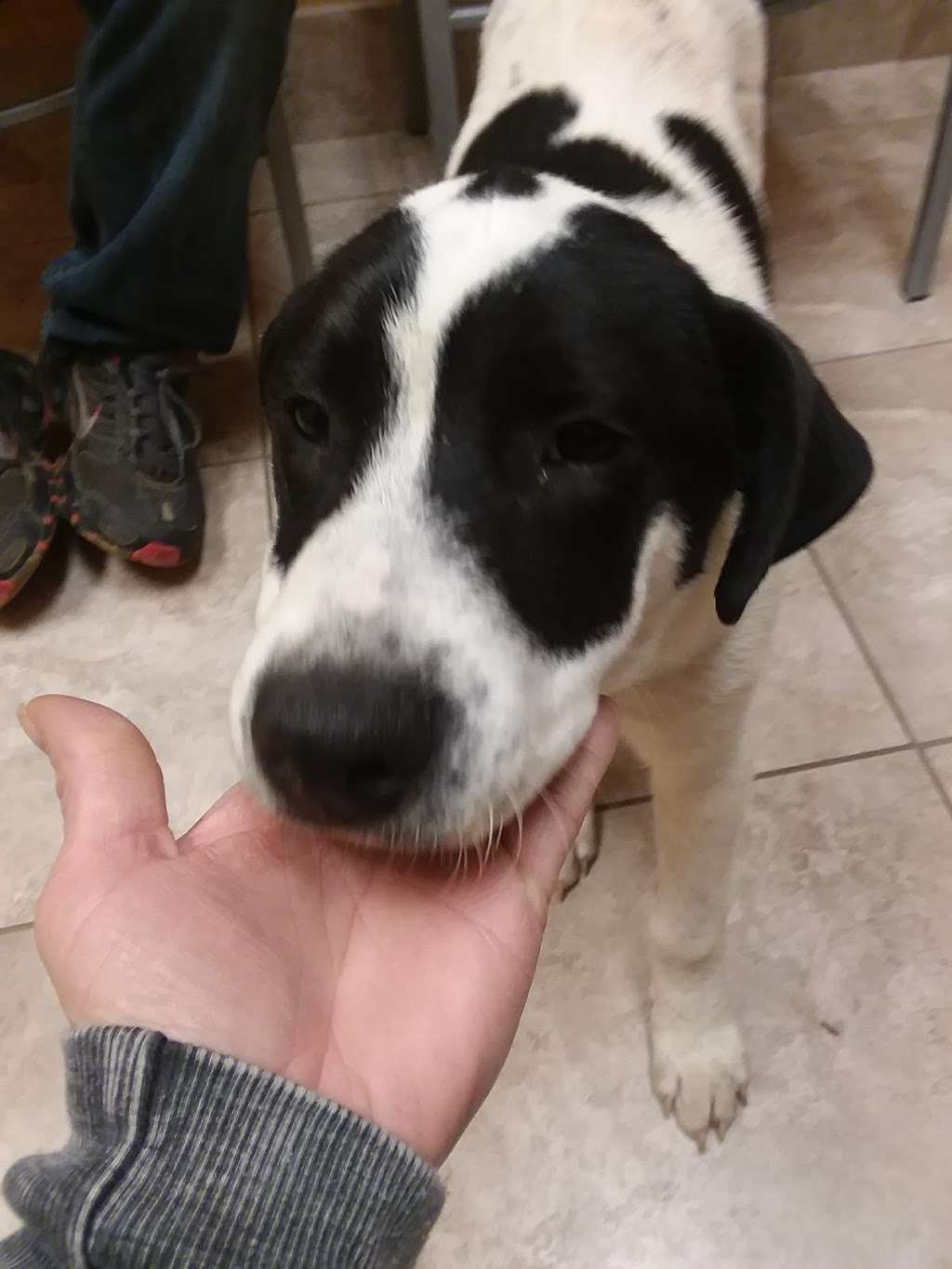 VitalPet - All Community Animal Hospital | 24021 US-59, Porter, TX 77365, USA | Phone: (281) 354-2724