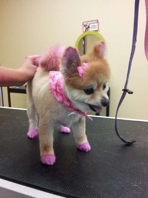 So Fetch! Grooming with STYLE! | 7565 Norman Rockwell Ln, Las Vegas, NV 89143, USA | Phone: (702) 445-6888