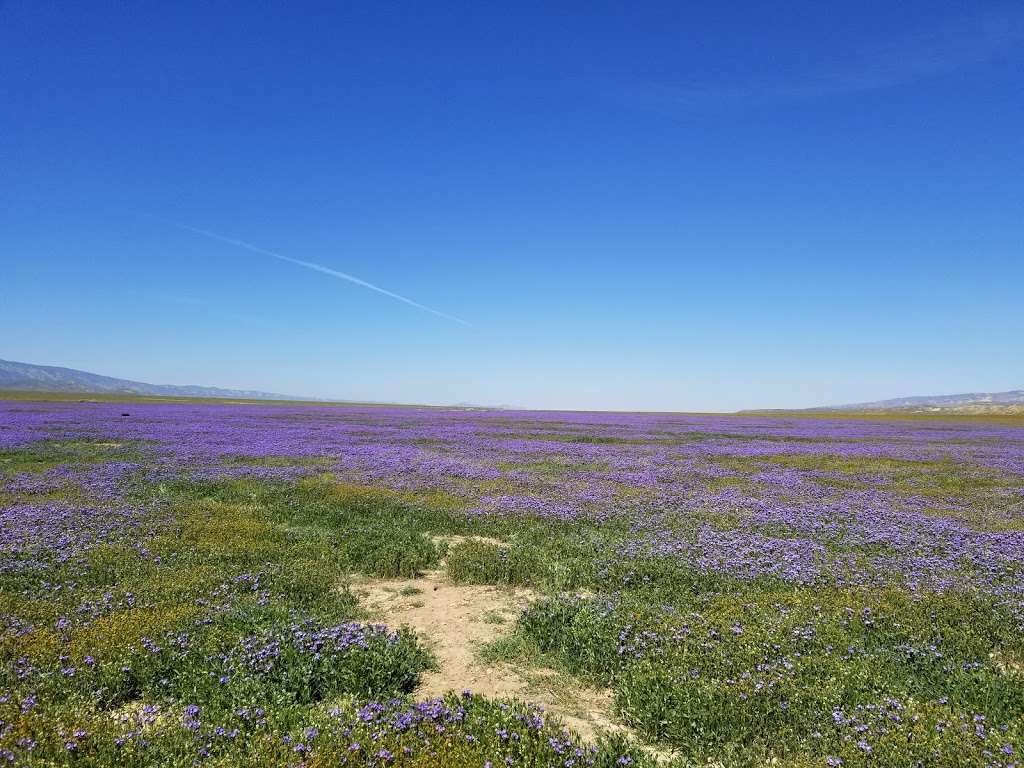 Carrizo Plain National Monument | Soda Lake Rd, Maricopa, CA 93252, USA