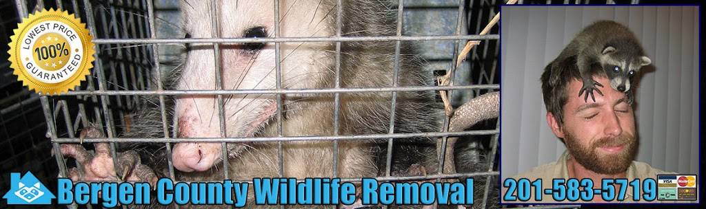 Pest Animal Removal Bergen County | 165 Ridge Rd, North Arlington, NJ 07031, USA | Phone: (201) 583-5719