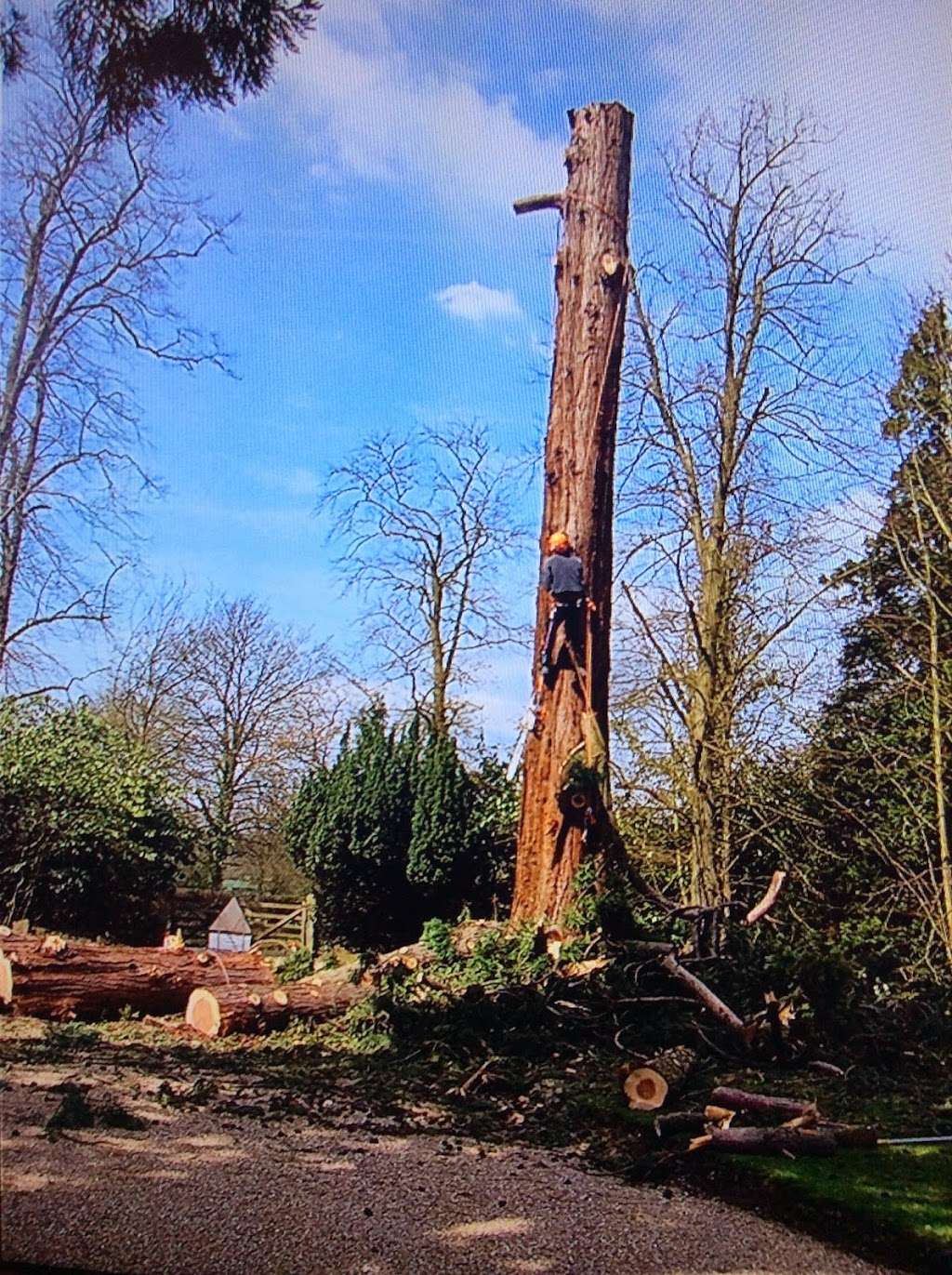 Stump remover | 40 Coronation Rd, East Grinstead RH19 4AL, UK | Phone: 07714 728044