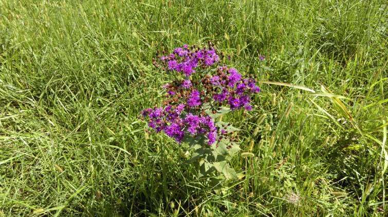 Paola Miola Lake | 22470 W 299th St, Paola, KS 66071, USA | Phone: (913) 259-3665