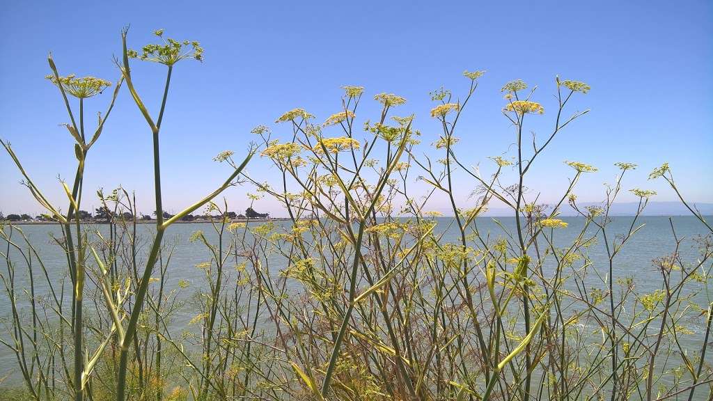 Oyster Bay Regional Shoreline Park | San Leandro, CA 94577