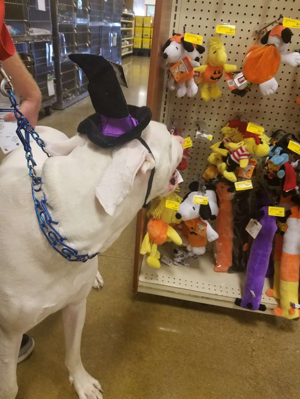 PetSmart | 4216 S Scatterfield Rd, Anderson, IN 46013, USA | Phone: (765) 643-5799