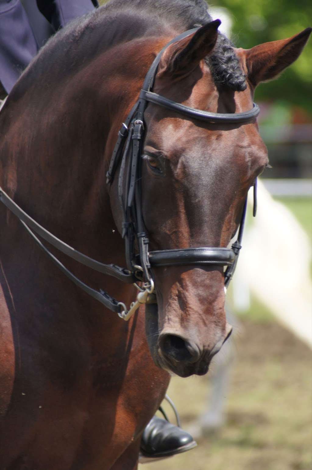Lomond Classical Riding Centre | Horse Hill, Horley RH6 0HN, UK | Phone: 07808 400847