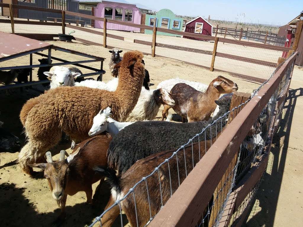 Windswept Ranch Petting Zoo | 11101 Robert Ranch Rd, Willow Springs, CA 93560, USA | Phone: (661) 809-3965