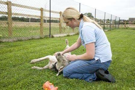 Bed and Biscuits Kennel & Cattery | Hainault House, Billet Rd, Romford RM6 5SX, UK | Phone: 020 3540 8737