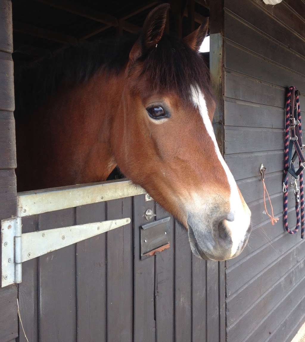 Little Dunks Livery Yard | Cuckoo Ln, Brenchley, Tonbridge TN12 7HX, UK | Phone: 07966 172422