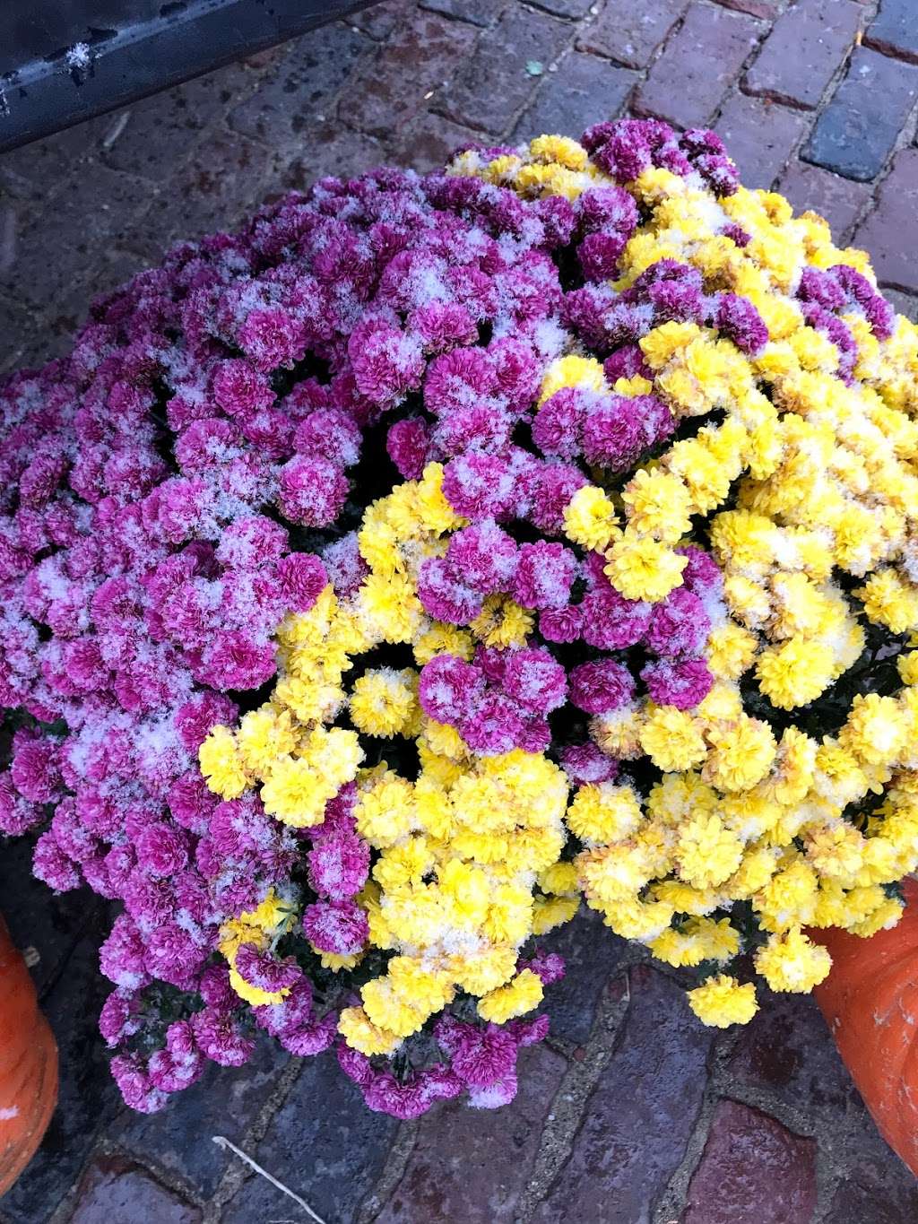 Barlow Farms LLC - Mums, Pumpkins & Gourds | 551 Clinton St, Osborn, MO 64474 | Phone: (816) 449-8082