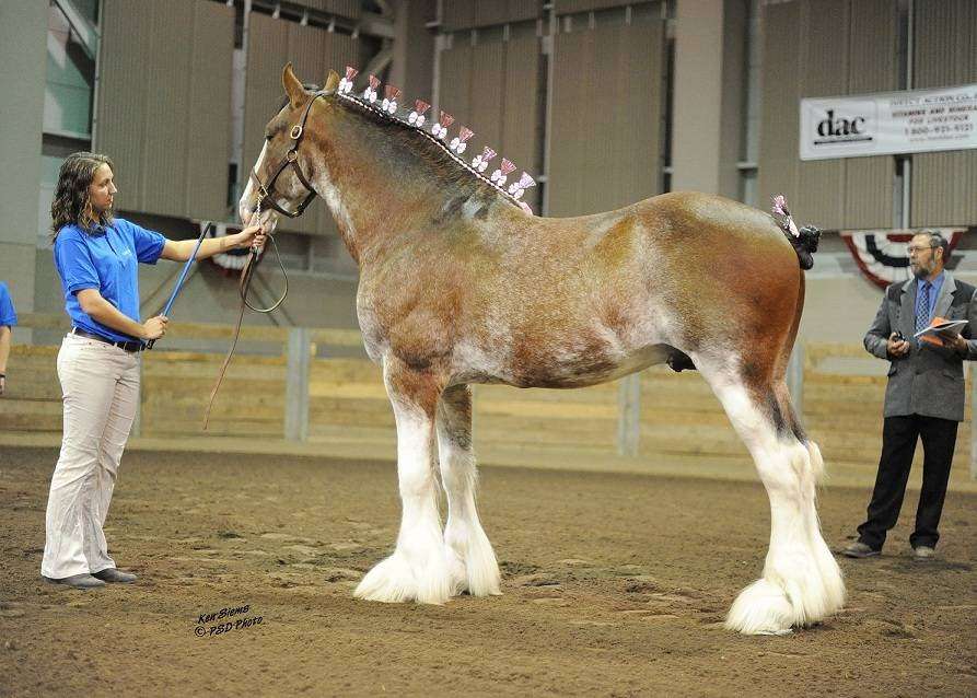 Sandy Acres Clydesdales | 10032 N Ruby Rd, La Porte, IN 46350, USA | Phone: (219) 369-3386