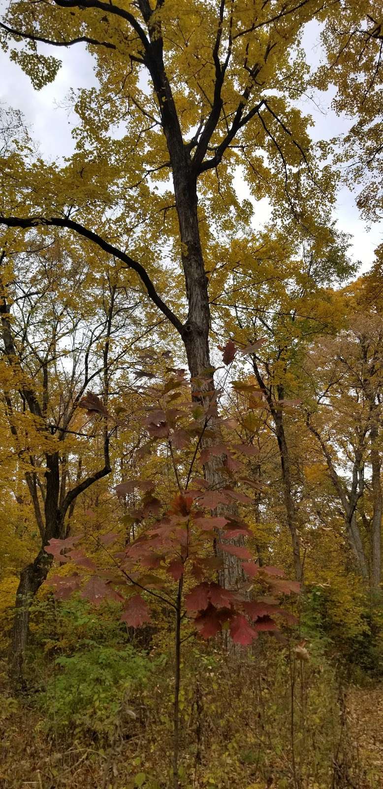 Harris Forest Preserve | IL-71, Yorkville, IL 60560, USA